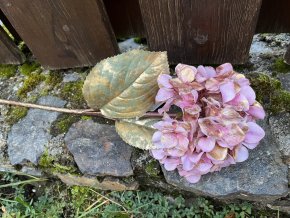 Okrasné vánoční květiny