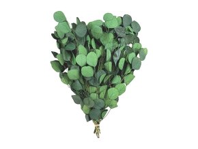 Stabilizovaný eukalyptus populus zelený, 150 g