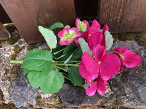 Umělé macešky růžové