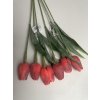 Tulipány