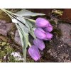 Umělé tulipány tmavě fialové 6 ks