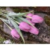 Umělé tulipány v růžové barvě 6 ks