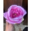 Umělá růžová růže