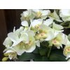 Umělá orchidej v květináči zelená