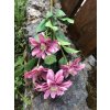 Umělá chryzantéma růžová 65 cm