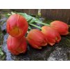 Umělé tulipány oranžové