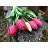 Latexové tulipány tmavě růžové svazek