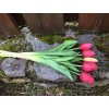Latexové tulipány růžové