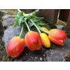 Latexové tulipány oranžové svazek