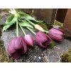 Fialové latexové tulipány svazek