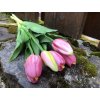 Růžové latexové tulipány