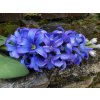 Umělý hyacint fialový