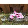 Růžovo fialová umělá orchidej 78 cm
