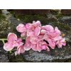 Umělá orchidej růžová 55 cm