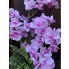 Umělá orchidej v květináči fialová