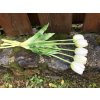 Umělé tulipány bílé latexové 40 cm