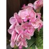 Orchideje