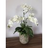 Orchideje