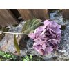 Umělá hortenzie purpurová 50 cm