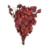 Stabilizovaný eukalyptus populus bordový 150 g