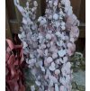 Stabilizovaný eukalyptus BABY BLUE FOLIAGE ABSORBTION RED SLEEVE 150 g