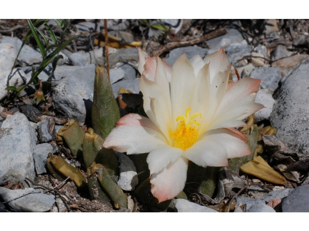 Ariocarpus retusus ssp.confusus f. bicolor GCG 10952, E of La Escondida, NL, lovely multicolored flowers form
