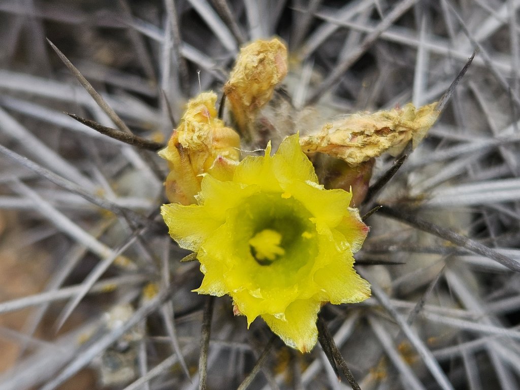 その他 Robin copiapoa x Poh robinceramicstudio Robin copiapoa x Poh robinceramicstudio