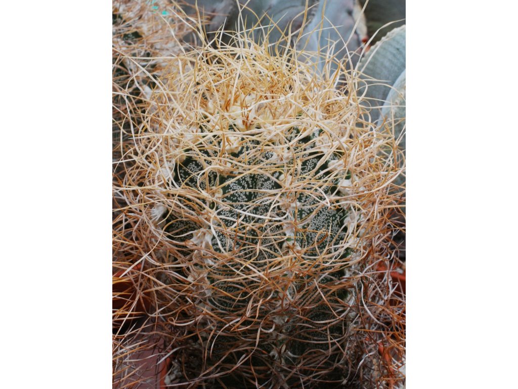 Astrophytum crassispinoides