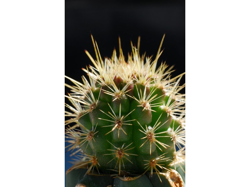Borzicactus (Loxanthocereus) hoxeyi GCG 9890 TYPE, Moro de Sama, Peru, 760m