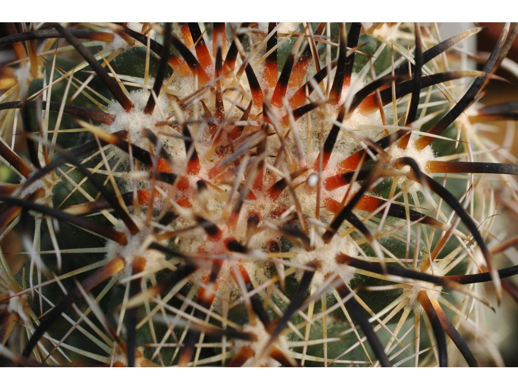 Coryphantha kracikii TYPE , El Portento, Dur.