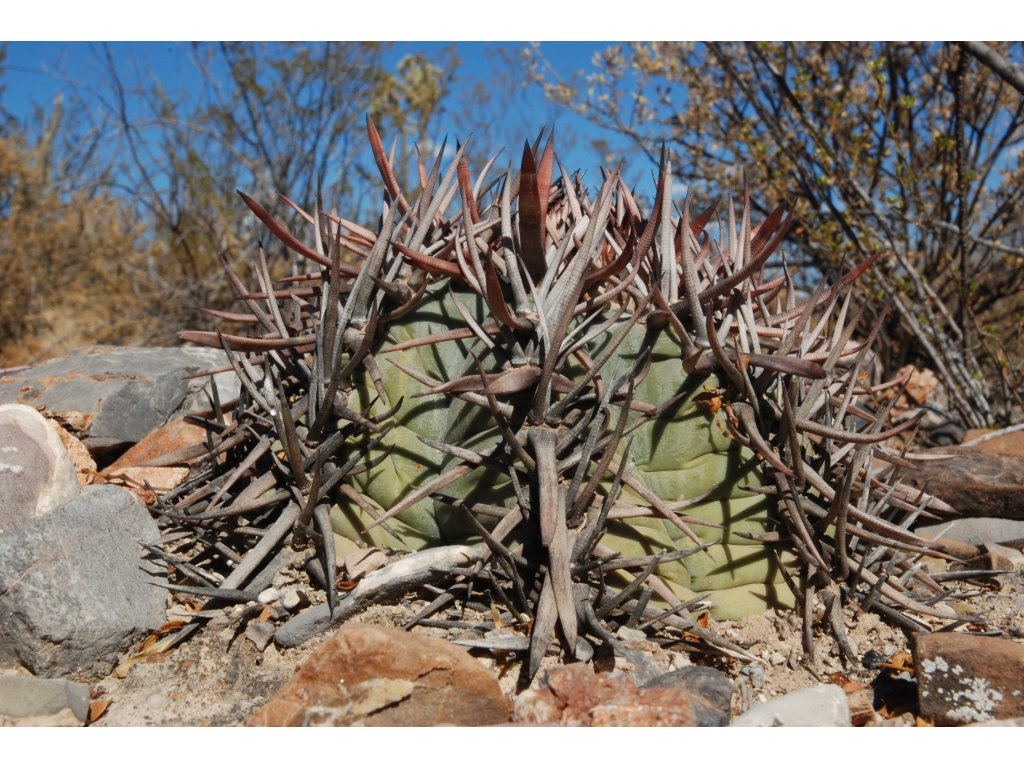 Echinocactus horizonthalonius f.San Salvador, Coah. SELECTION