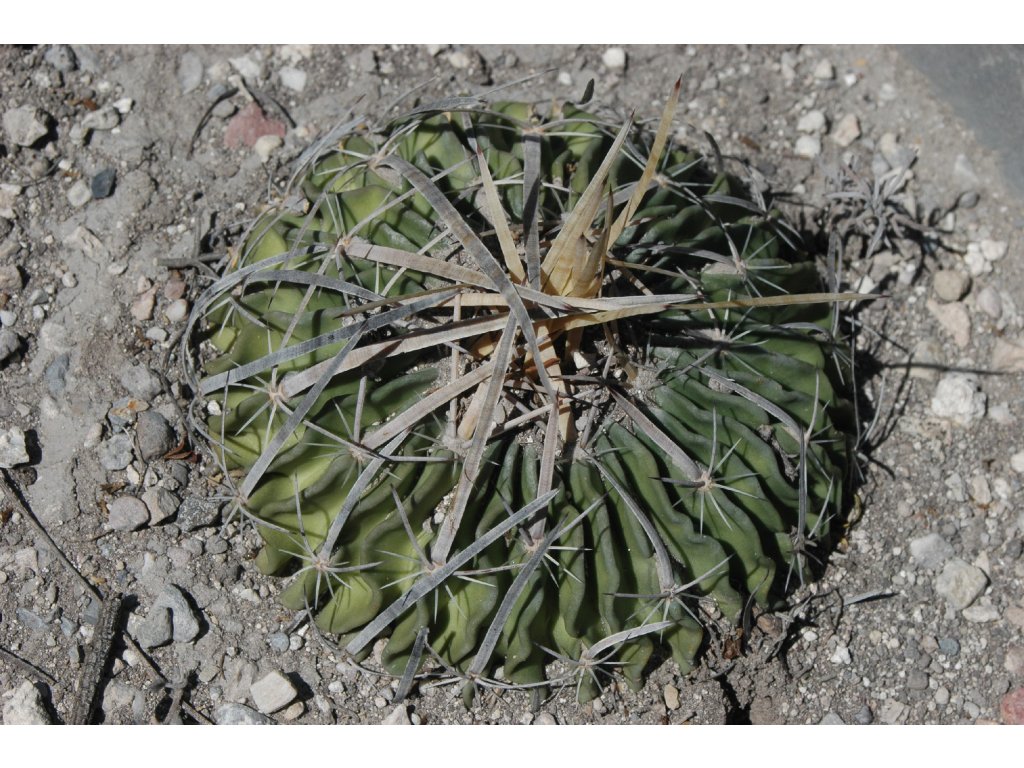 Echinofossulocactus lloydii (erectrocentrus) La Soledad  (10 SEEDS)