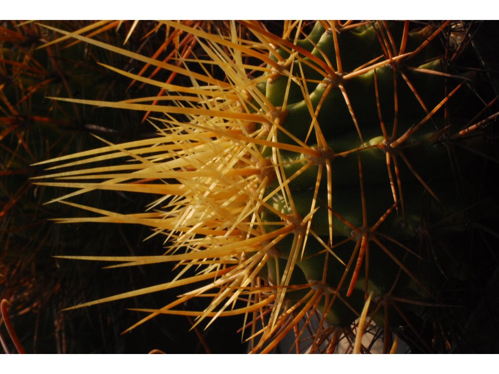 Ferocactus rectispinus KPP 1761 Agua Verde, BC  (3-