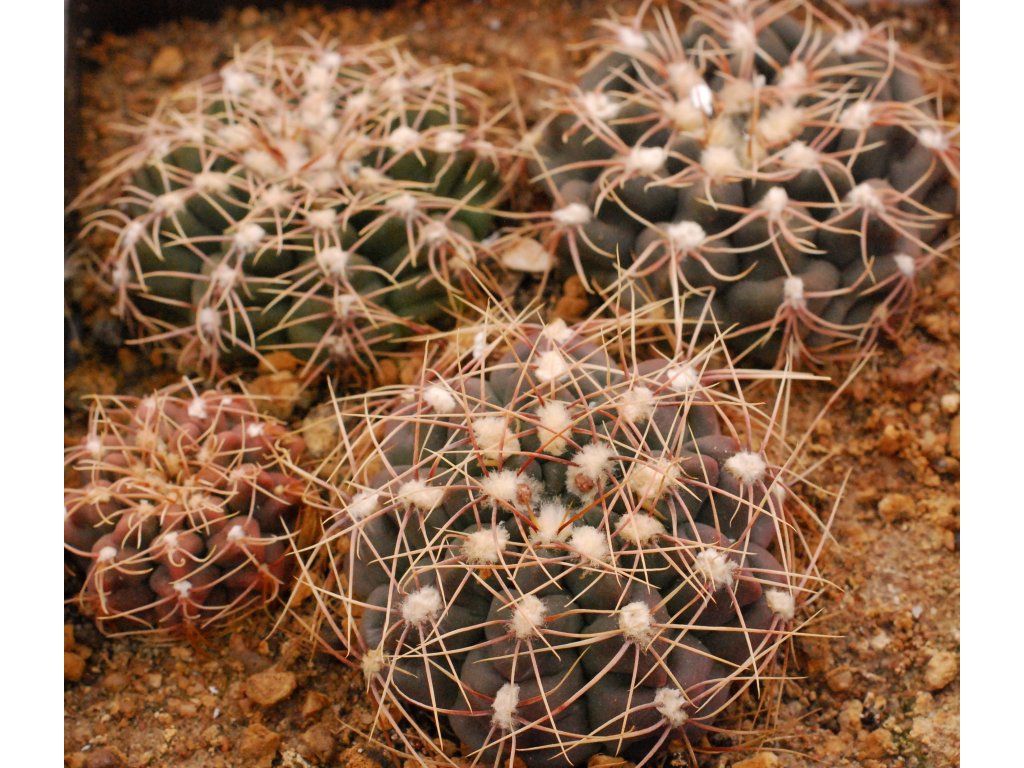 Gymnocalycium altagraciense STO 223 Copina-Alta Gracia, 900m, Córdoba, Arg. (10 SEEDS)