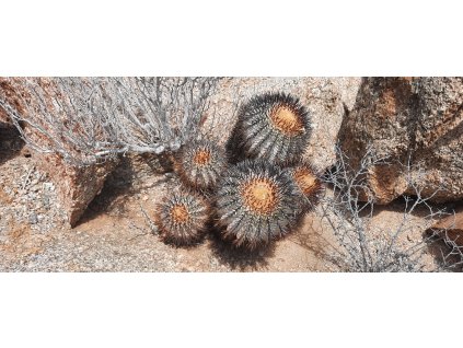 Copiapoa longistaminea f. "tigrillensis" GCG 20022 Quebrada Trigrillo, Chile (10 SEEDS)
