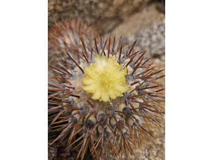 Copiapoa longistaminea f. "tigrillensis" GCG 15324 Quebrada Trigrillo, Chile (100 SEEDS)