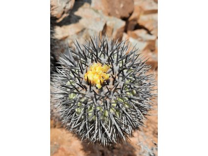 Copiapoa longistaminea GCG 20023 Quebrada Guanillos I, Chile (10 SEEDS)