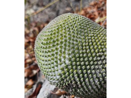 Mammillaria tlalocii Lau 1116 Santa Maria Tecomavaca, Oax. (10 SEEDS)