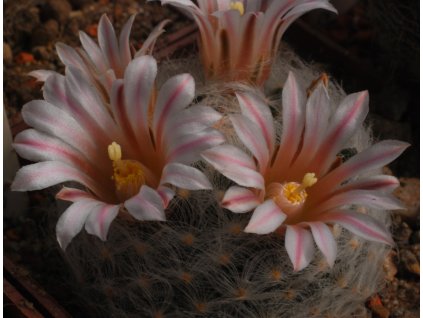Mammillaria aureilanata alba GCG 12796b entura, SLP (10 SEEDS)