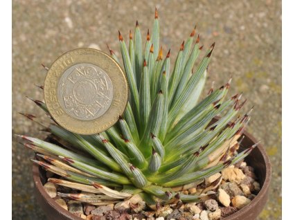 Agave rzedowskiana GCG 12690 Bolaňos, Jalisco  5-10 leave seedlings, rare and beautiful