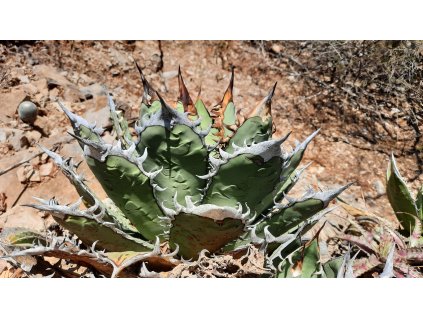 Agave oteroi SELECTION GCG 12622 Puente Calapa, Pue.  3-7 leaves seedlings, beautiful