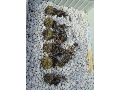 Copiapoa calderana GCG 15282 SELECTION Quebrada Lisa I., N of Caldera, Chile 0,7-1,2 cm seedlings