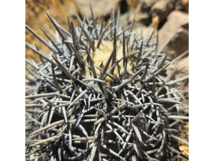 Copiapoa griseoviolacea ssp.nova form I, GCG 20006 , Chile (100 SEEDS)