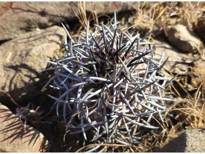 Copiapoa griseoviolacea ssp.nova form II, GCG 20007 , Chile (10 SEEDS)