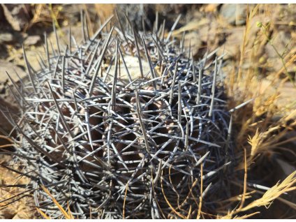 Copiapoa griseoviolacea ssp.nova form II, GCG 20007 , Chile (100 SEEDS)