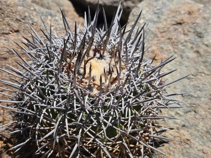 Copiapoa griseoviolacea ssp.nova form III, GCG 20008 L18 , Chile (10 SEEDS)