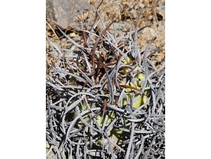 Copiapoa griseoviolacea ssp.nova form III, GCG 20008 L18 , Chile (100 SEEDS)