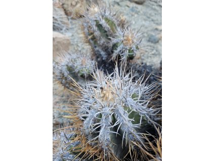 Copiapoa solaris GCG 20011 Quebrada Botija I, Chile ( 10 SEEDS)