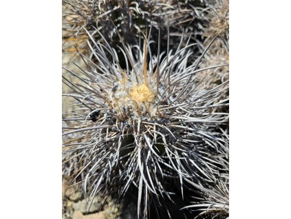 Copiapoa solaris GCG 20012 Quebrada Botija II, Chile ( 100 SEEDS)