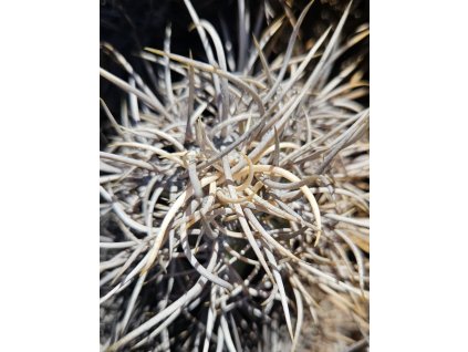 Copiapoa solaris GCG 20013 Quebrada El Cobre, Chile ( 100 SEEDS)